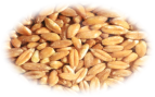 farro