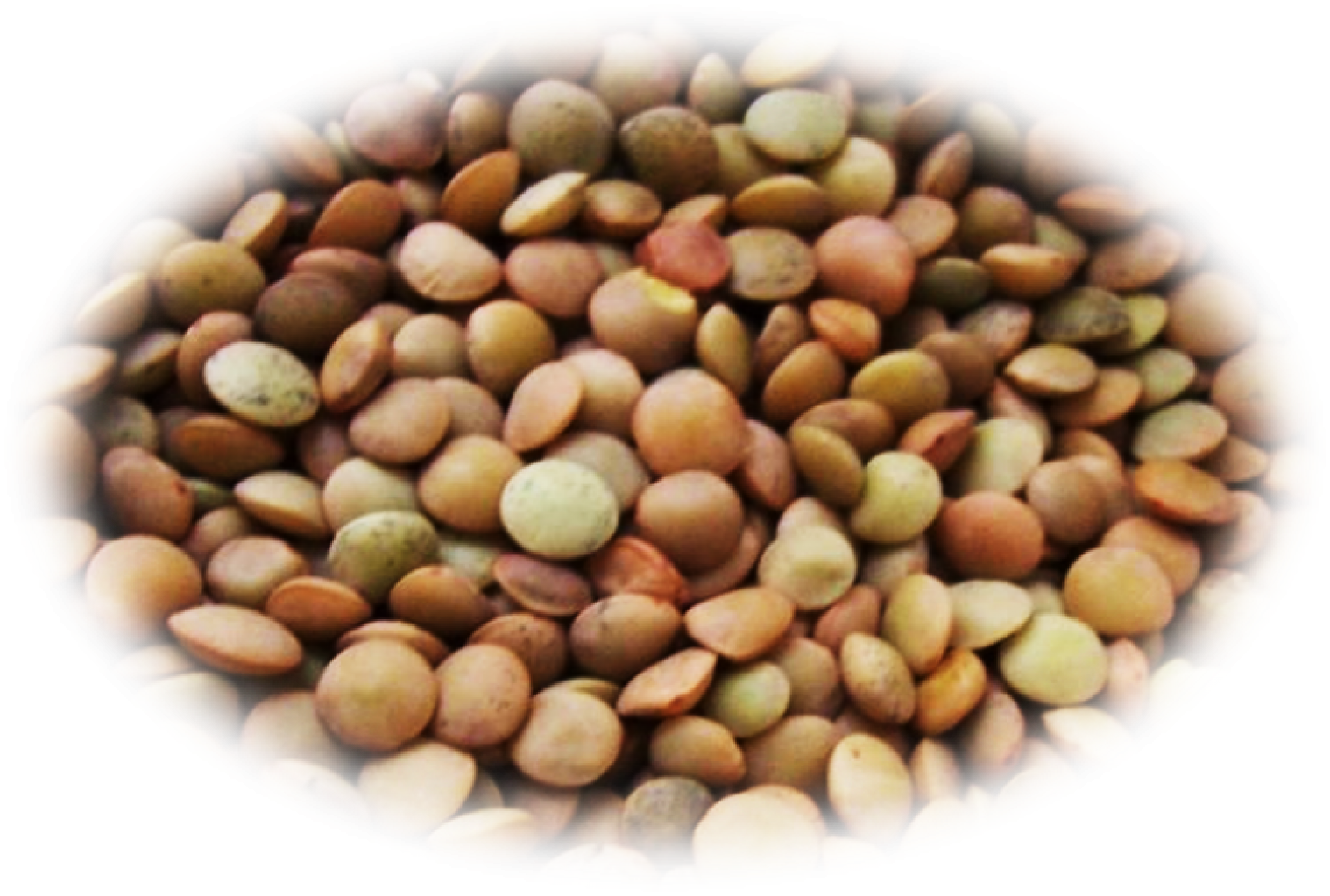 lenticchia